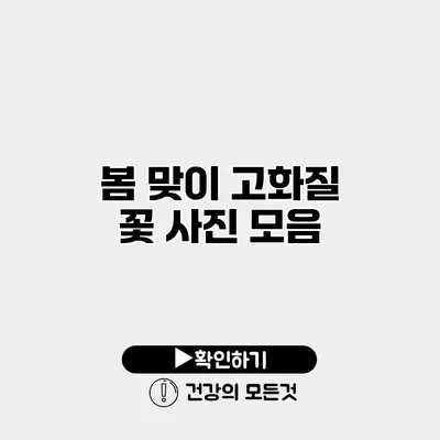 봄 맞이 고화질 꽃 사진 모음