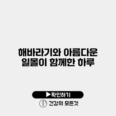해바라기와 아름다운 일몰이 함께한 하루